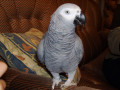 parrots-available-for-sale-small-2
