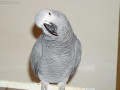 parrots-available-for-sale-small-1