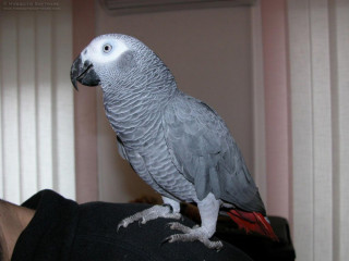 parrots-available-for-sale